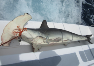 Hammerhead Shark