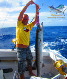Beau Barracuda de 30 lbs