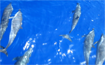 Dolphin 7