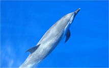 Dolphin 1