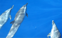 Dolphin 2