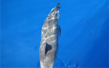 Dolphin 3