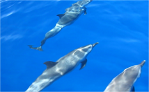 Dolphin 4