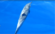 Dolphin 5