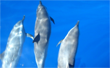 Dolphin 6