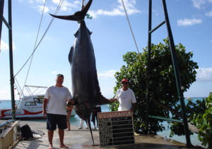 Marlin