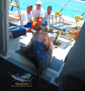 Marlin bleue de 560 lbs, le 3eme pour le mois de Nov 2015