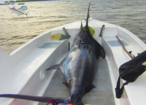 Marlin de 425 lbs
