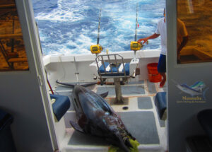 Marlin Bleue capturer sur un leure Ilander 03/11/15