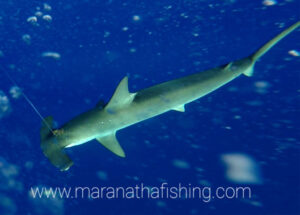 Requin marteau de 300livres relacher