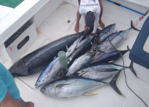 De retour avec un marlin des thons Jaune, thon albacor et des gros bonites