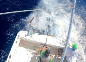 En pleine action avec un marlin bleu