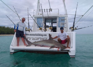 Un beau requin marteau