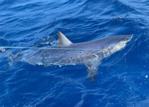Relacher un requin mako de 350livres