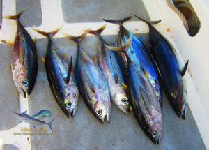 Thon Jaune et skipjack