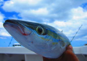 Rainbow Fish