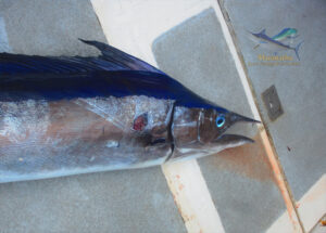 Shortbill Spearfish