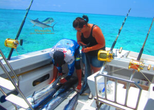 6 Becune sur rapala